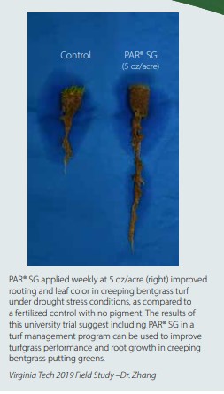 Dr. Zhang- Par SG field study roots image